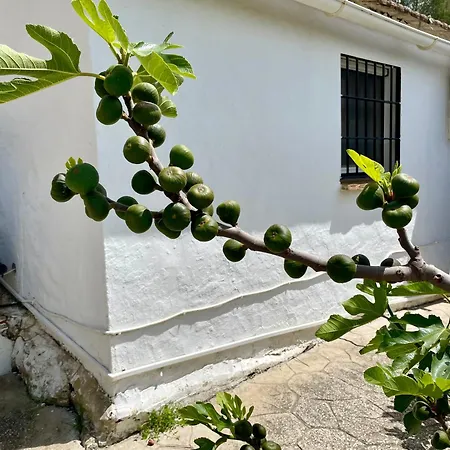 El Sueno Andaluz Holiday home Villanueva de la Concepcion